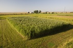 Miscanthus1 043.jpg